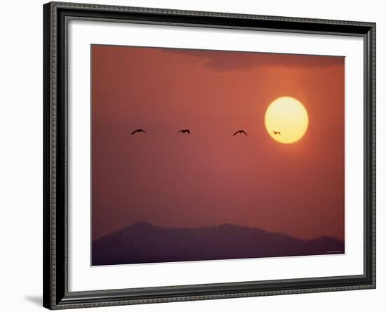 Duck-null-Framed Photographic Print