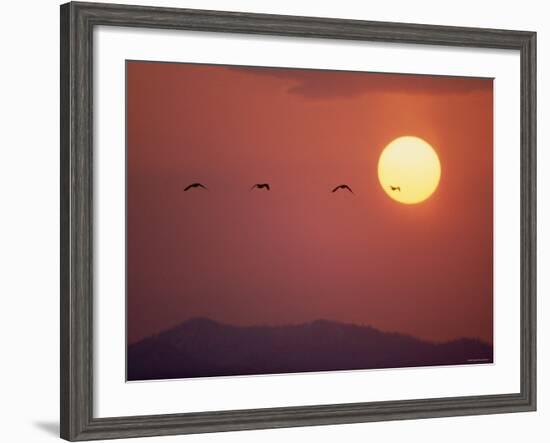 Duck-null-Framed Photographic Print