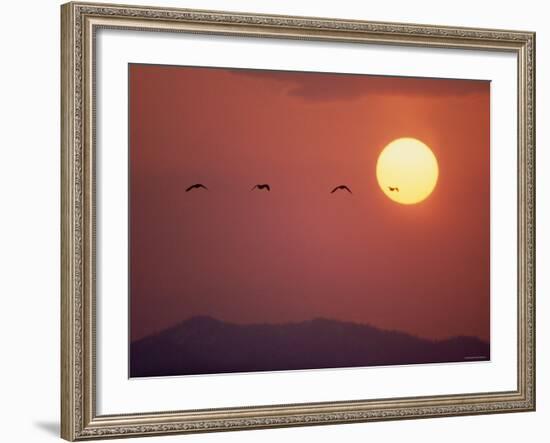 Duck--Framed Photographic Print