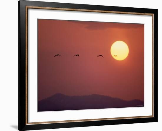 Duck-null-Framed Photographic Print