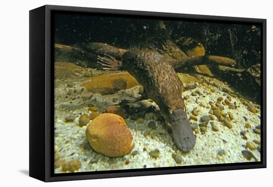 Duckbill Platypus Swimming Underwater-null-Framed Premier Image Canvas