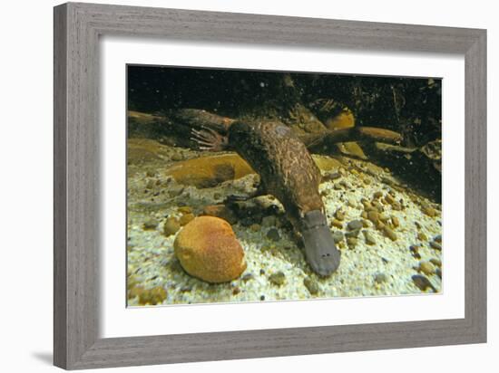 Duckbill Platypus Swimming Underwater-null-Framed Photographic Print