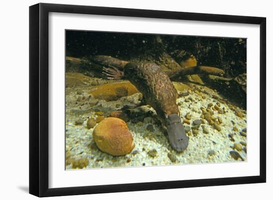 Duckbill Platypus Swimming Underwater-null-Framed Photographic Print