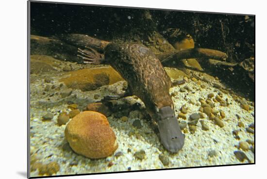 Duckbill Platypus Swimming Underwater-null-Mounted Photographic Print