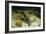 Duckbill Platypus Swimming Underwater-null-Framed Photographic Print