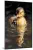 Duckling in the pond-Vivienne Dupont-Mounted Art Print