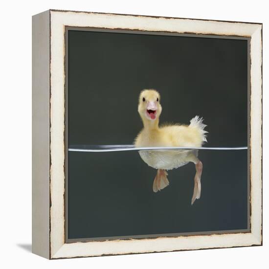 Duckling Swimming on Water Surface, UK-Jane Burton-Framed Premier Image Canvas