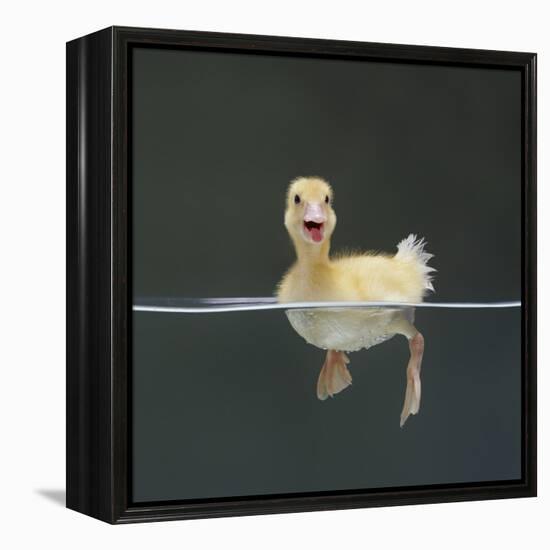 Duckling Swimming on Water Surface, UK-Jane Burton-Framed Premier Image Canvas