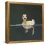 Duckling Swimming on Water Surface, UK-Jane Burton-Framed Premier Image Canvas