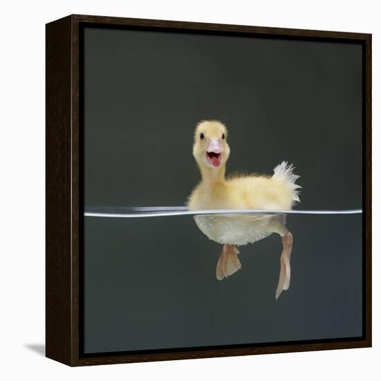 Duckling Swimming on Water Surface, UK-Jane Burton-Framed Premier Image Canvas