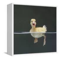 Duckling Swimming on Water Surface, UK-Jane Burton-Framed Premier Image Canvas