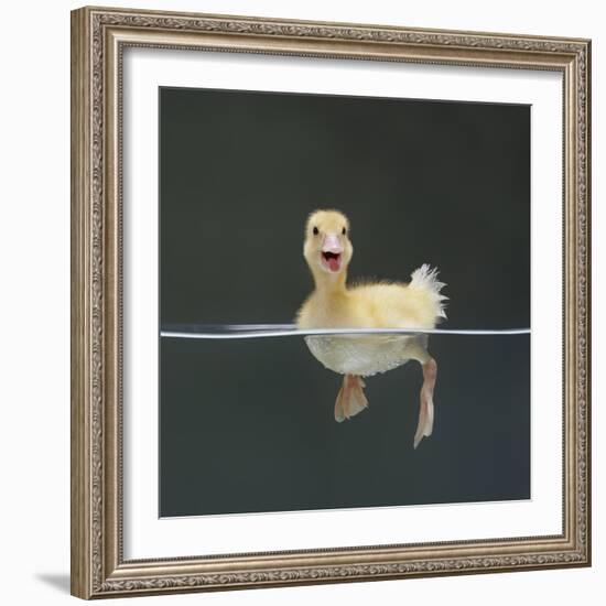 Duckling Swimming on Water Surface, UK-Jane Burton-Framed Premium Photographic Print