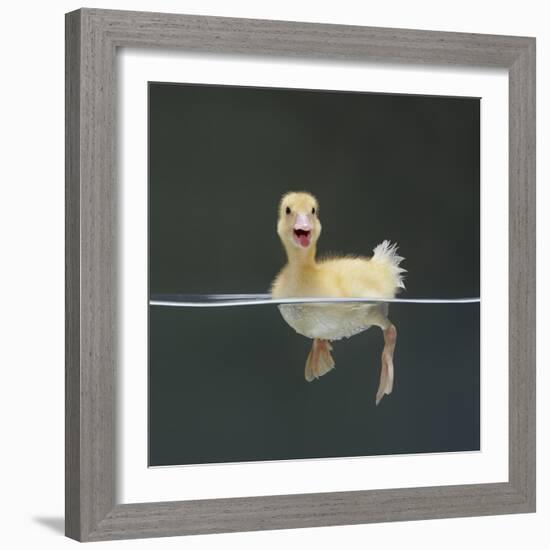 Duckling Swimming on Water Surface, UK-Jane Burton-Framed Premium Photographic Print