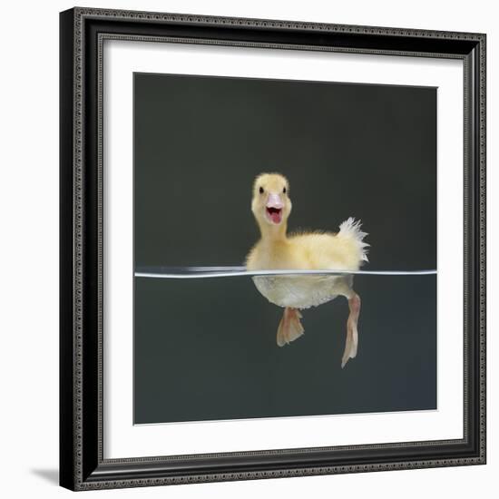 Duckling Swimming on Water Surface, UK-Jane Burton-Framed Premium Photographic Print