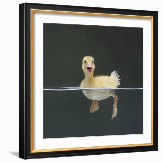 Duckling Swimming on Water Surface, UK-Jane Burton-Framed Premium Photographic Print