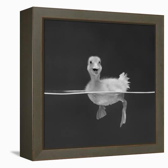 Duckling Swimming on Water Surface, UK-Jane Burton-Framed Premier Image Canvas