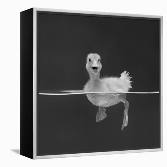 Duckling Swimming on Water Surface, UK-Jane Burton-Framed Premier Image Canvas