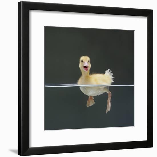 Duckling Swimming on Water Surface, UK-Jane Burton-Framed Photographic Print