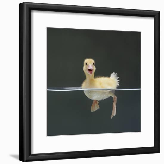 Duckling Swimming on Water Surface, UK-Jane Burton-Framed Photographic Print