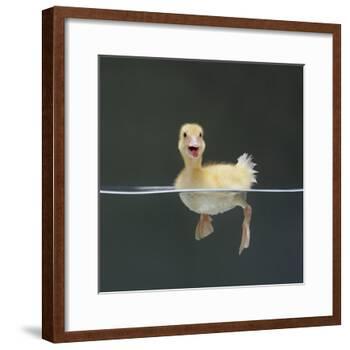 Duckling Swimming on Water Surface, UK-Jane Burton-Framed Photographic Print