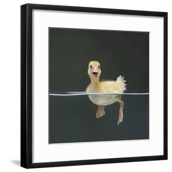 Duckling Swimming on Water Surface, UK-Jane Burton-Framed Photographic Print
