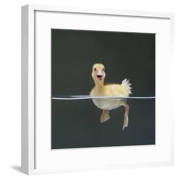 Duckling Swimming on Water Surface, UK-Jane Burton-Framed Photographic Print