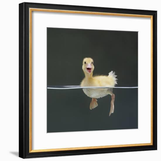 Duckling Swimming on Water Surface, UK-Jane Burton-Framed Photographic Print