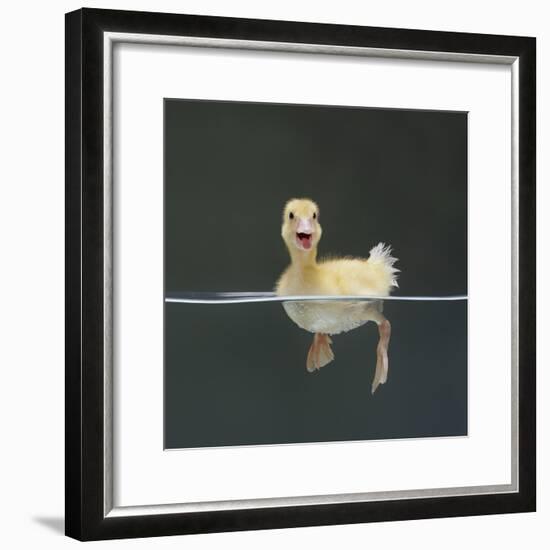 Duckling Swimming on Water Surface, UK-Jane Burton-Framed Photographic Print