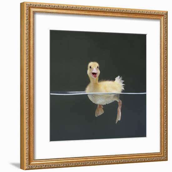 Duckling Swimming on Water Surface, UK-Jane Burton-Framed Photographic Print