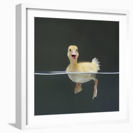 Duckling Swimming on Water Surface, UK-Jane Burton-Framed Photographic Print