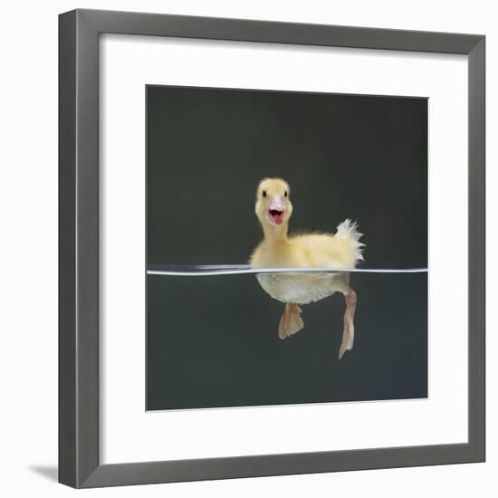 Duckling Swimming on Water Surface, UK-Jane Burton-Framed Photographic Print