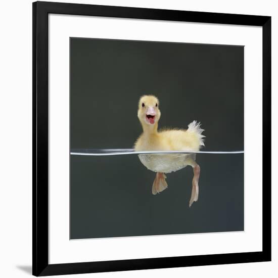 Duckling Swimming on Water Surface, UK-Jane Burton-Framed Photographic Print