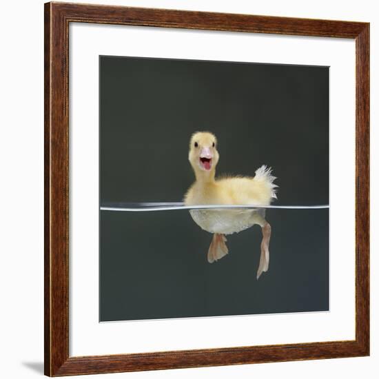 Duckling Swimming on Water Surface, UK-Jane Burton-Framed Photographic Print