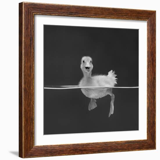 Duckling Swimming on Water Surface, UK-Jane Burton-Framed Photographic Print