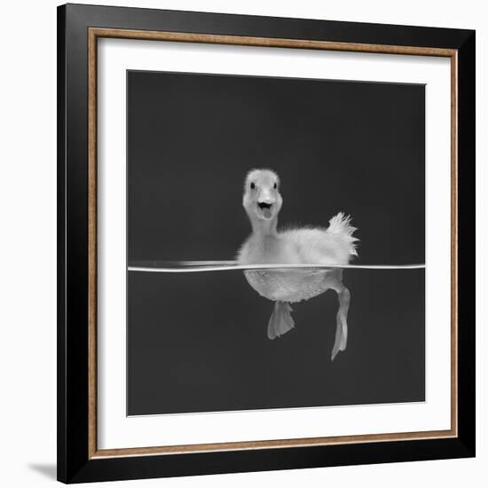 Duckling Swimming on Water Surface, UK-Jane Burton-Framed Photographic Print