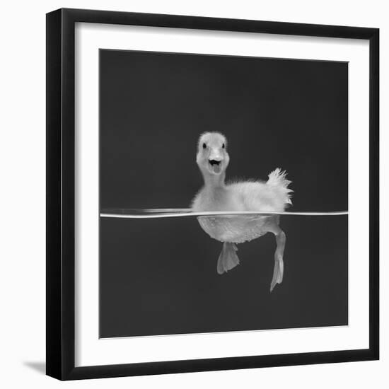 Duckling Swimming on Water Surface, UK-Jane Burton-Framed Photographic Print