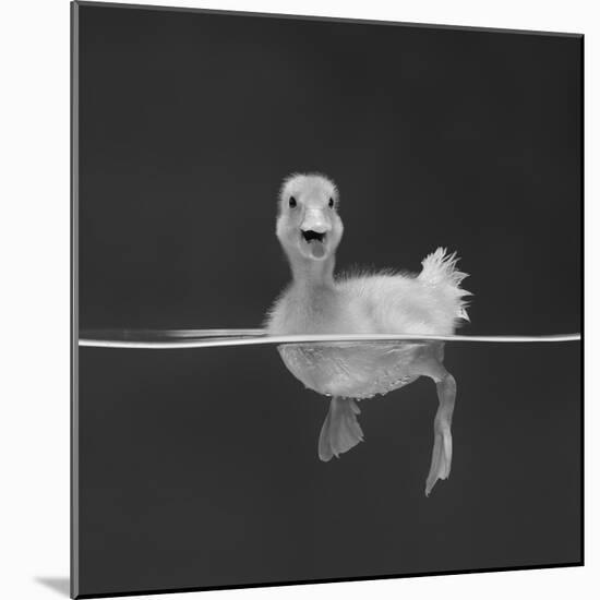Duckling Swimming on Water Surface, UK-Jane Burton-Mounted Photographic Print