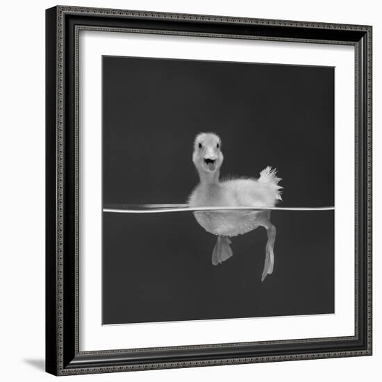 Duckling Swimming on Water Surface, UK-Jane Burton-Framed Photographic Print