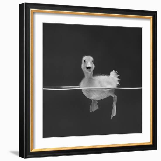 Duckling Swimming on Water Surface, UK-Jane Burton-Framed Photographic Print