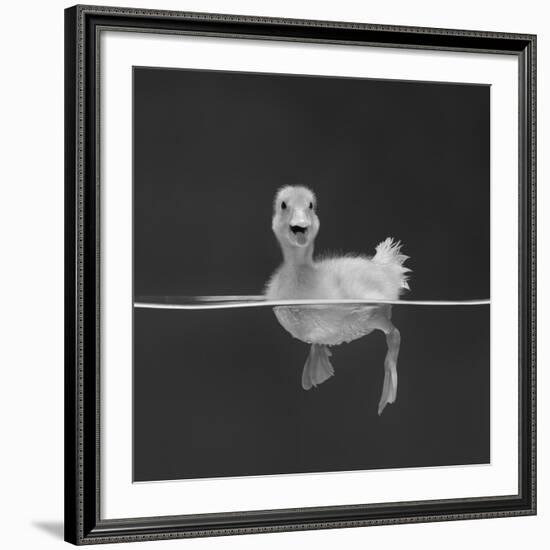 Duckling Swimming on Water Surface, UK-Jane Burton-Framed Giclee Print