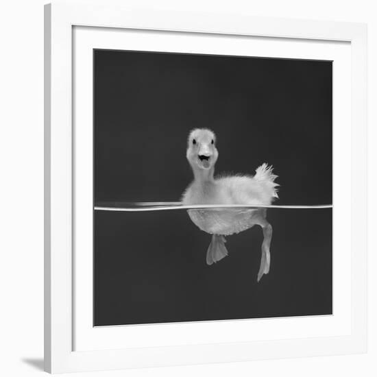 Duckling Swimming on Water Surface, UK-Jane Burton-Framed Giclee Print