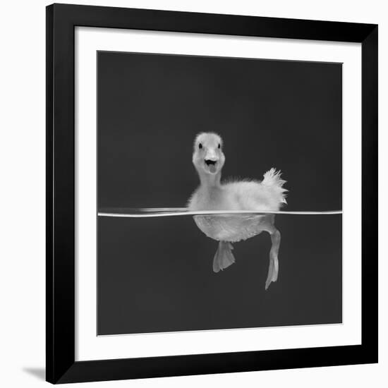 Duckling Swimming on Water Surface, UK-Jane Burton-Framed Giclee Print