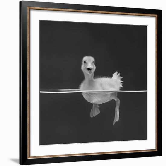 Duckling Swimming on Water Surface, UK-Jane Burton-Framed Giclee Print