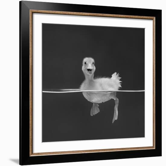 Duckling Swimming on Water Surface, UK-Jane Burton-Framed Giclee Print