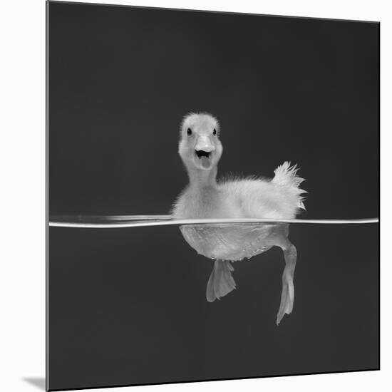 Duckling Swimming on Water Surface, UK-Jane Burton-Mounted Giclee Print