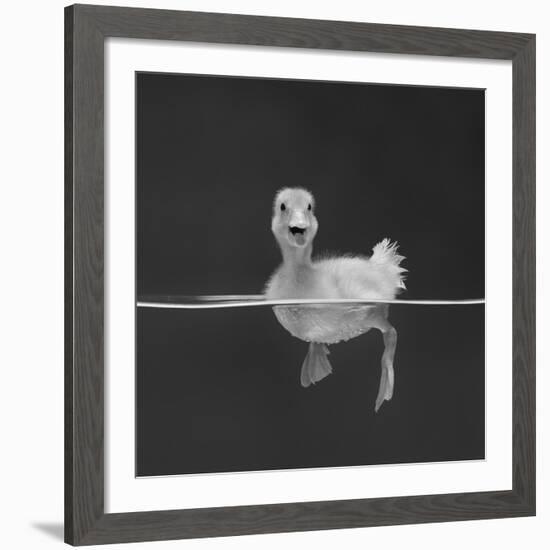 Duckling Swimming on Water Surface, UK-Jane Burton-Framed Giclee Print