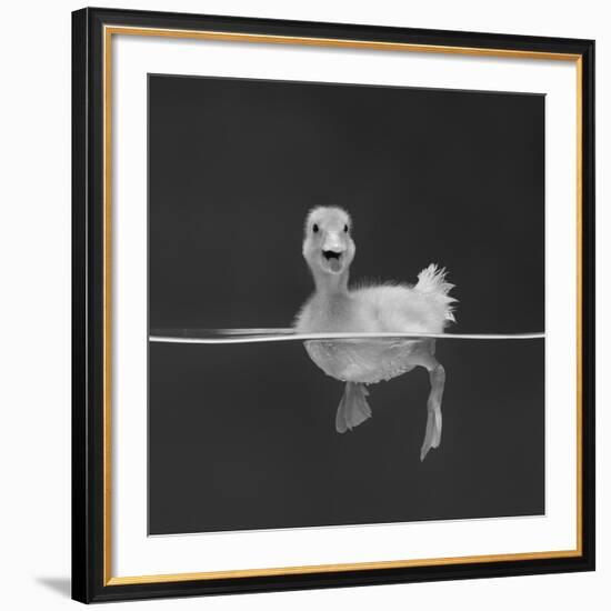 Duckling Swimming on Water Surface, UK-Jane Burton-Framed Giclee Print