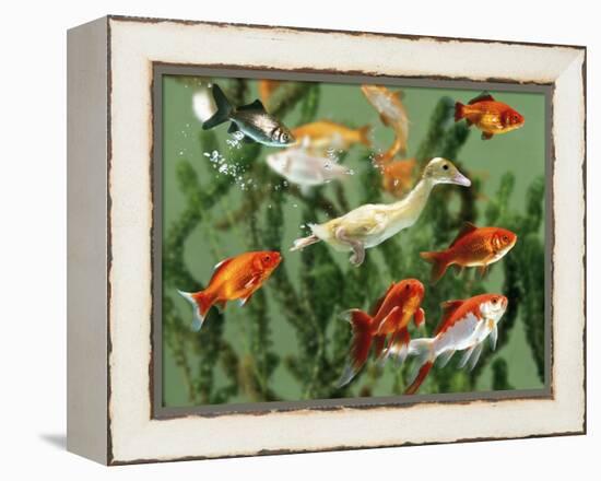 Duckling Swims Underwater Among Goldfish-Jane Burton-Framed Premier Image Canvas