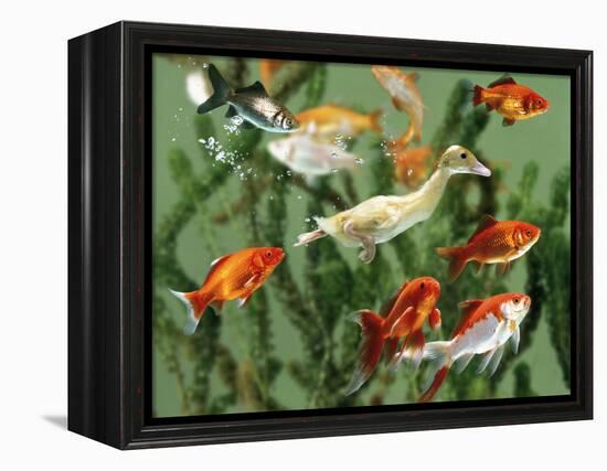 Duckling Swims Underwater Among Goldfish-Jane Burton-Framed Premier Image Canvas