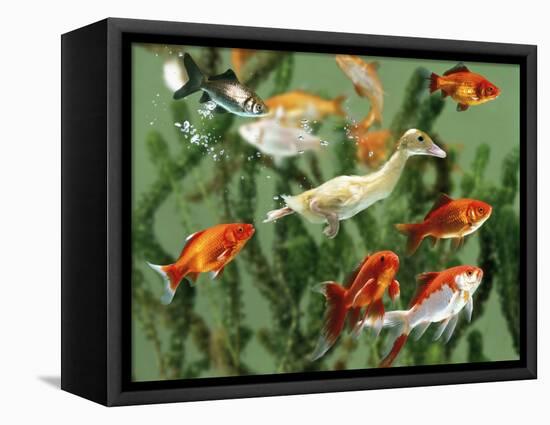 Duckling Swims Underwater Among Goldfish-Jane Burton-Framed Premier Image Canvas